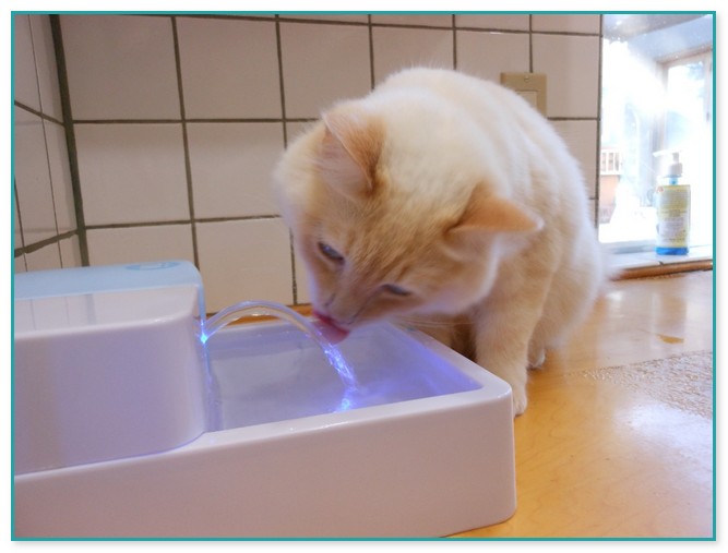 Battery Operated Pet Fountain