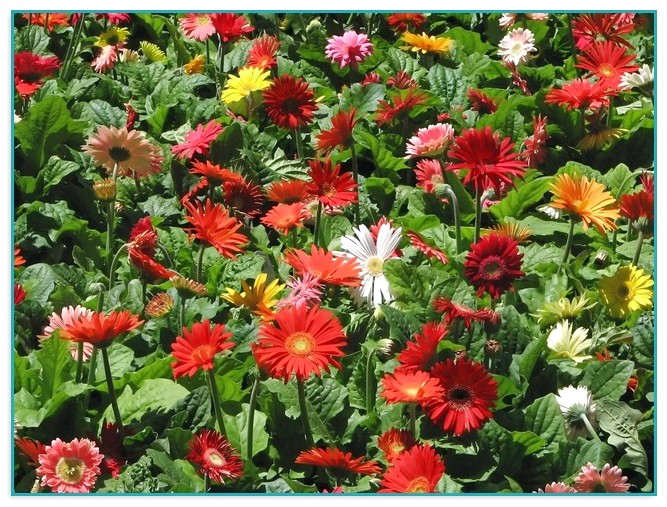 Best Fertilizer For Flower Garden