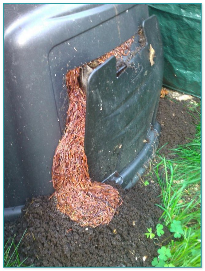 Best Worm Composting Bin