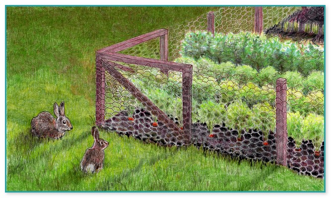 Fencing To Keep Out Rabbits