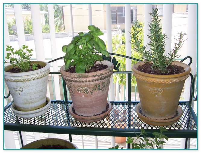 Garden Herb Plants For Sale