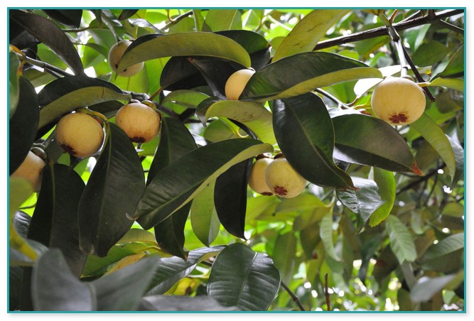 North Carolina Fruit Trees