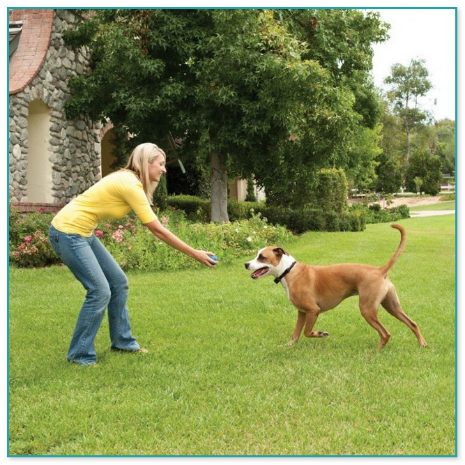 Petsafe Stay And Play Wireless Fence