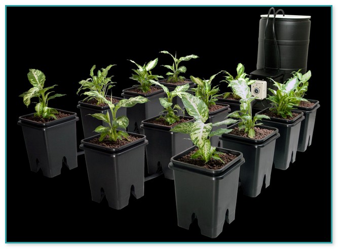 12 Plant Hydroponic System