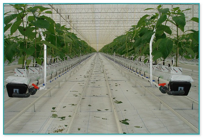 Commercial Hydroponic Systems For Sale