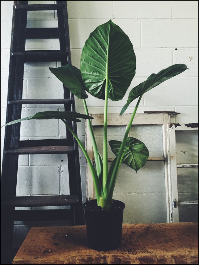 Common House Plants With Large Leaves