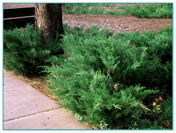 Evergreen Bushes For Landscaping