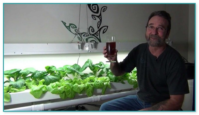 Growing Lettuce Indoors Hydroponics