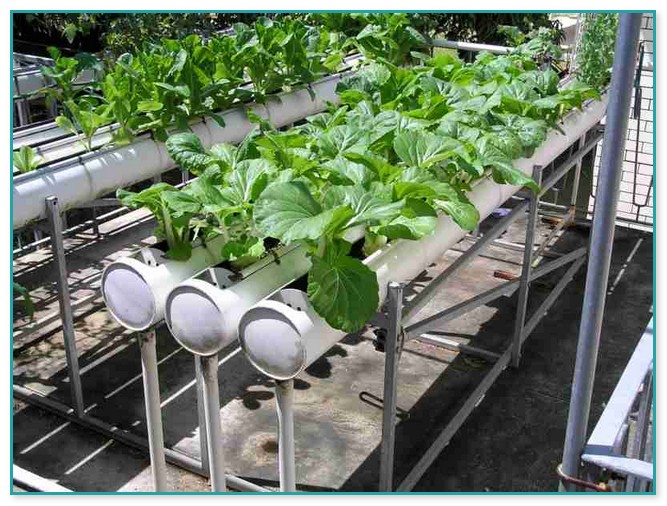 Hydroponic Farming At Home