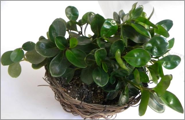 Indoor House Plants With Variegated Leaves