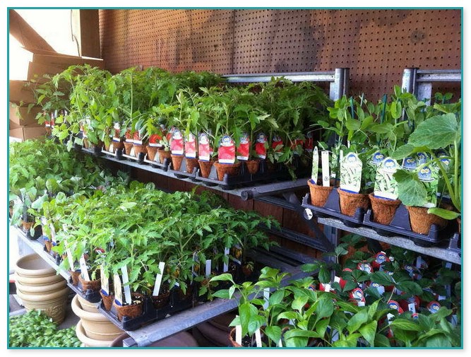 Indoor Vegetable Gardening Beginner