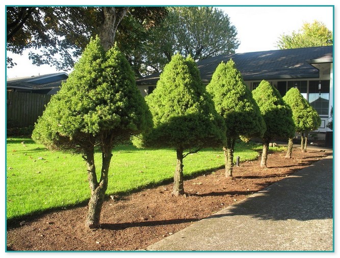 Narrow Trees For Landscaping