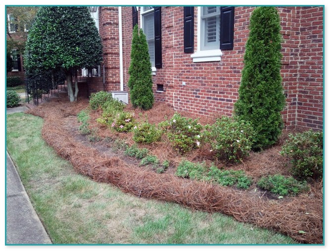 Pine Needles For Landscaping