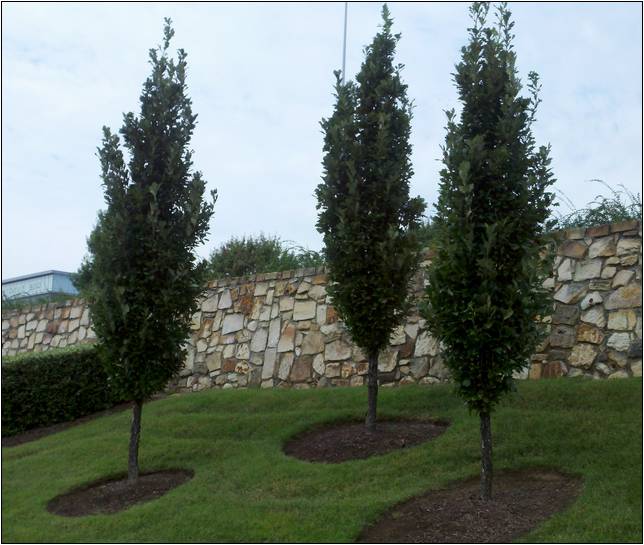 Thin Trees For Landscaping
