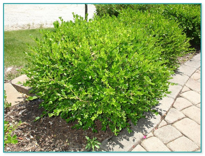 Types Of Bushes For Landscaping